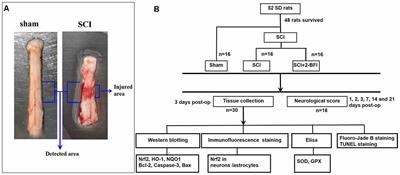 Treatment With 2-BFI Attenuated Spinal Cord Injury by Inhibiting Oxidative Stress and Neuronal Apoptosis via the Nrf2 Signaling Pathway